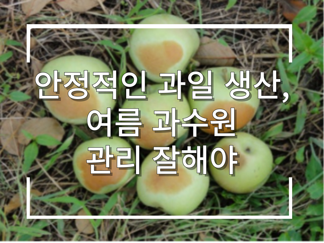 [썸네일 이미지] 안정적인 과일 생산, 여름 과수원 관리 잘해야