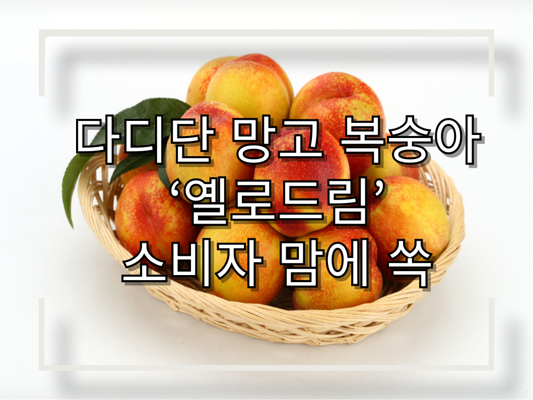 [썸네일 이미지] 다디단 망고 복숭아 ‘옐로드림’ 소비자 맘에 쏙