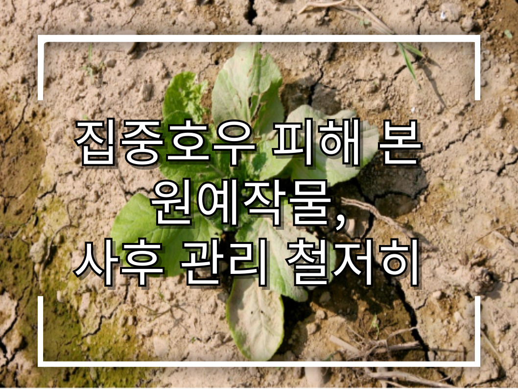 [썸네일 이미지] 집중호우 피해 본 원예작물, 사후 관리 철저히