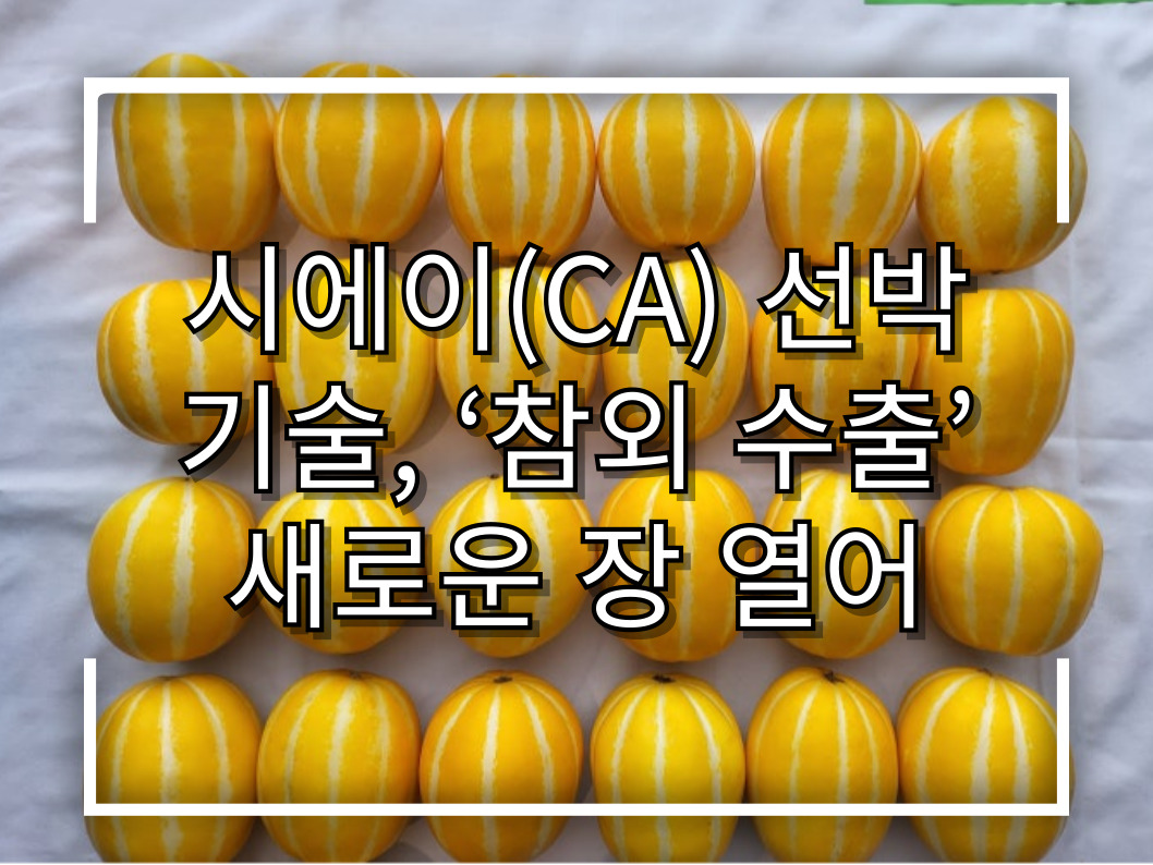 [썸네일 이미지] 시에이(CA) 선박 기술, ‘참외 수출’ 새로운 장 열어
