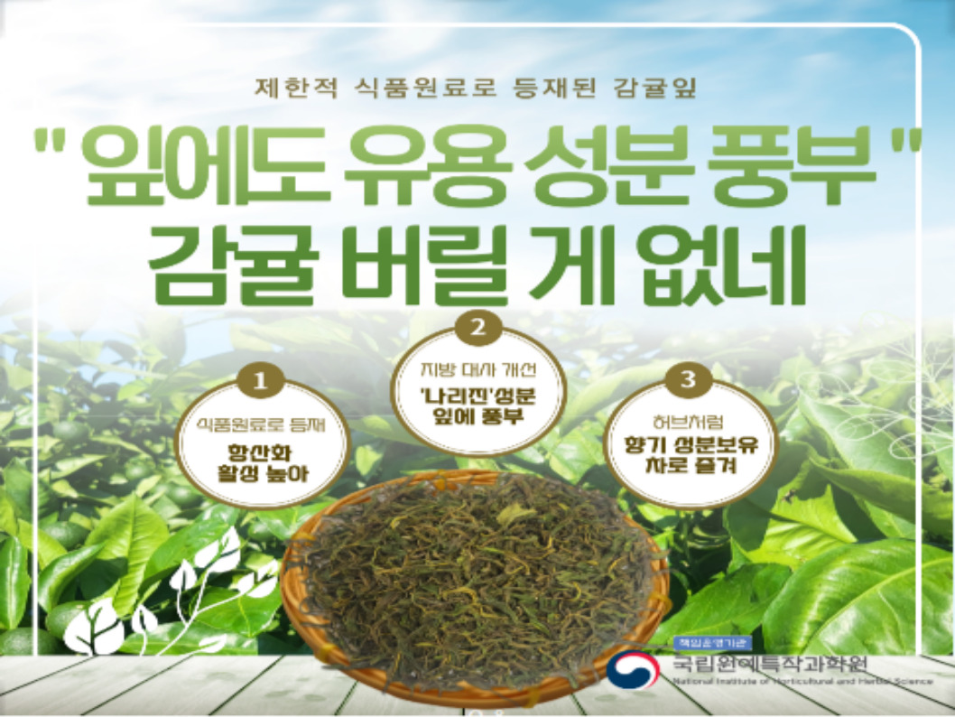 [썸네일 이미지] 잎에도 유용 성분 풍부 감귤 버릴 게 없네