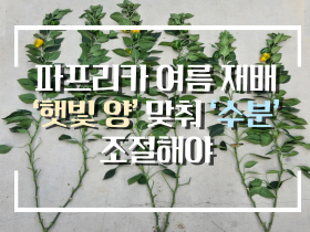 [썸네일 이미지] 파프리카 여름 재배 ‘햇빛 양’ 맞춰 ‘수분’ 조절해야