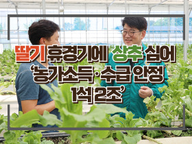 [썸네일 이미지] 딸기 휴경기에 상추 심어 ‘농가소득·수급 안정 1석 2조’