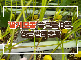 [썸네일 이미지] ‘딸기 모종’ 쑥 크는 8월, 양분 관리 중요