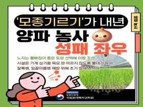 [썸네일 이미지] '모종기르기'가 내년 양파농사 성패 좌우