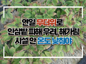 [썸네일 이미지] 연일 무더위로 인삼밭 피해 우려, 해가림 시설 안 온도 낮춰야