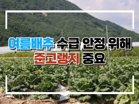 [썸네일 이미지] 여름배추 수급 안정 위해 준고랭지 중요!