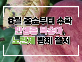 [썸네일 이미지] 8월 중순부터 수확 만생종 복숭아, 노린재 방제 철저