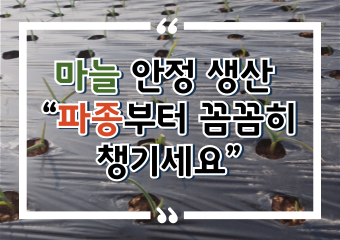 [썸네일 이미지] 마늘 안정 생산 “파종부터 꼼꼼히 챙기세요”