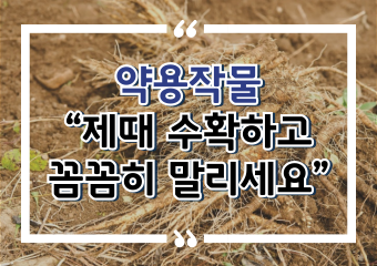 [썸네일 이미지] 약용작물 “제때 수확하고 꼼꼼히 말리세요”
