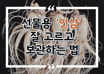 [썸네일 이미지] 환절기에 딱! 선물용 ‘인삼’ 잘 고르고 보관하는 법