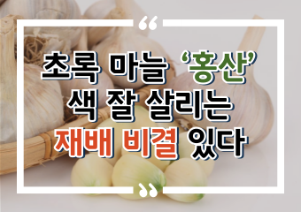 [썸네일 이미지] 초록 마늘 ‘홍산’ 색 잘 살리는 재배 비결 있다