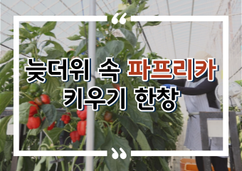 [썸네일 이미지] 늦더위 속 파프리카 키우기 한창
