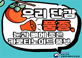 [썸네일 이미지] 우리 단감 품종, 눈과 뼈에 좋은 카로티노이드 풍부