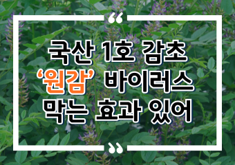 [썸네일 이미지] 국산 1호 감초 ‘원감’ 바이러스 막는 효과 있어