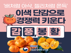 [썸네일 이미지] 이색 단감으로 경쟁력 키운다 감풍, 봉황