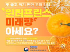 [썸네일 이미지] 맛 좋고 먹기 편한 우리 감귤 윈터프린스, 미래향 아세요?