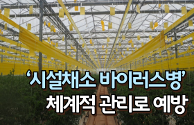 [썸네일 이미지] ‘시설채소 바이러스병’ 체계적 관리로 예방