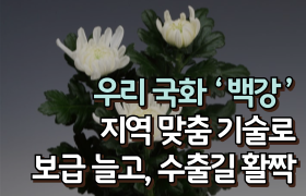 [썸네일 이미지] 우리 국화 ‘백강’ 지역 맞춤 기술로 보급 늘고, 수출길 활짝