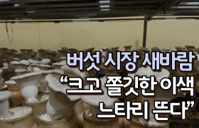 [썸네일 이미지] 버섯 시장 새바람 “크고 쫄깃한 이색 느타리 뜬다”