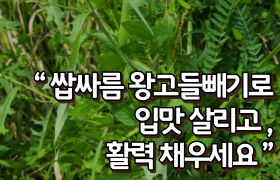 [썸네일 이미지] “쌉싸름 왕고들빼기로 입맛 살리고, 활력 채우세요”