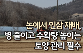 [썸네일 이미지] 논에서 인삼 재배, 병 줄이고 수확량 높이는 토양 관리 필수
