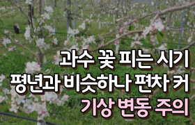 [썸네일 이미지] 과수 꽃 피는 시기 평년과 비슷하나 편차 커…기상 변동 주의