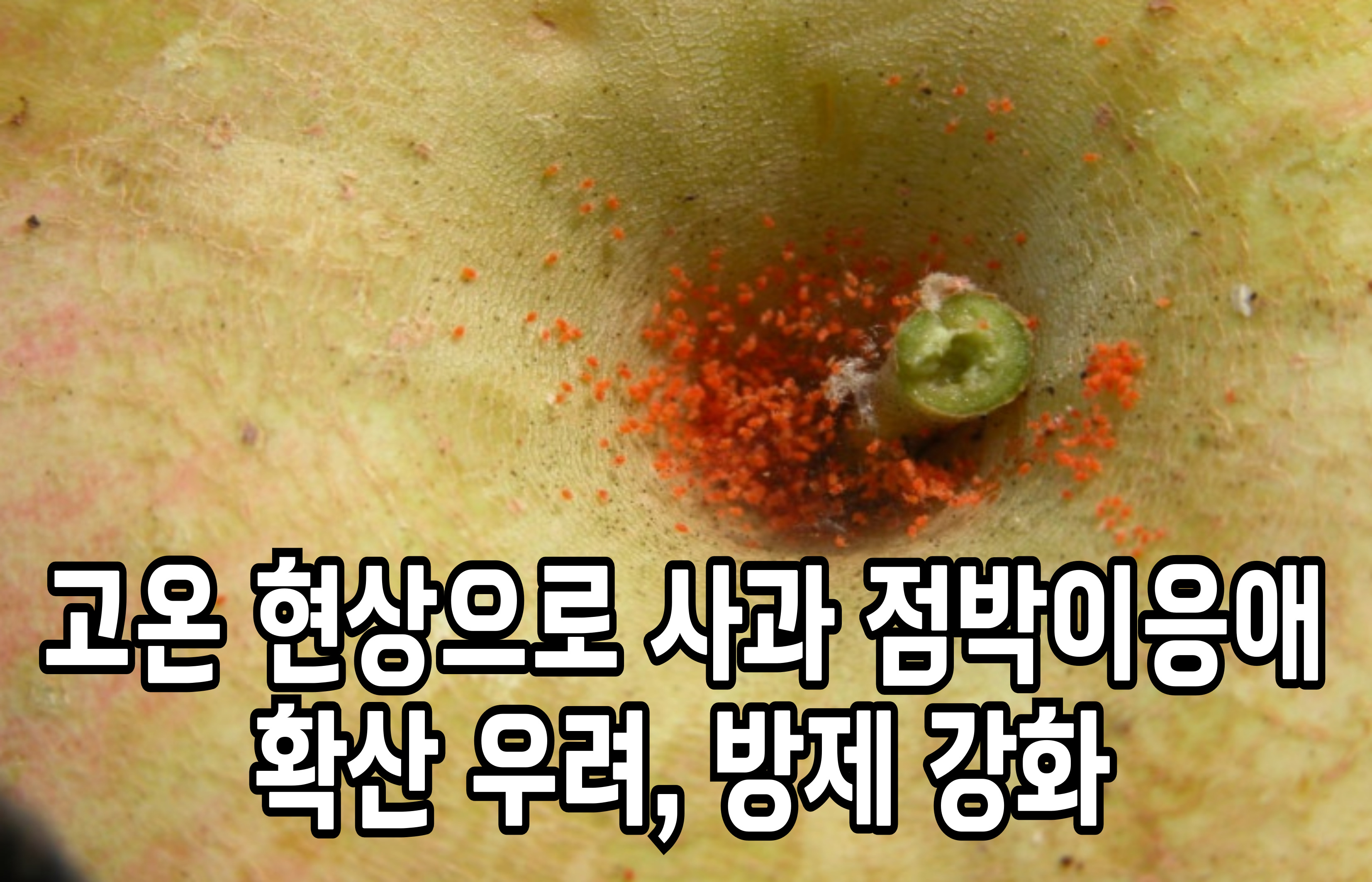 고온 현상으로 사과 점박이응애 확산 우려, 방제 강화