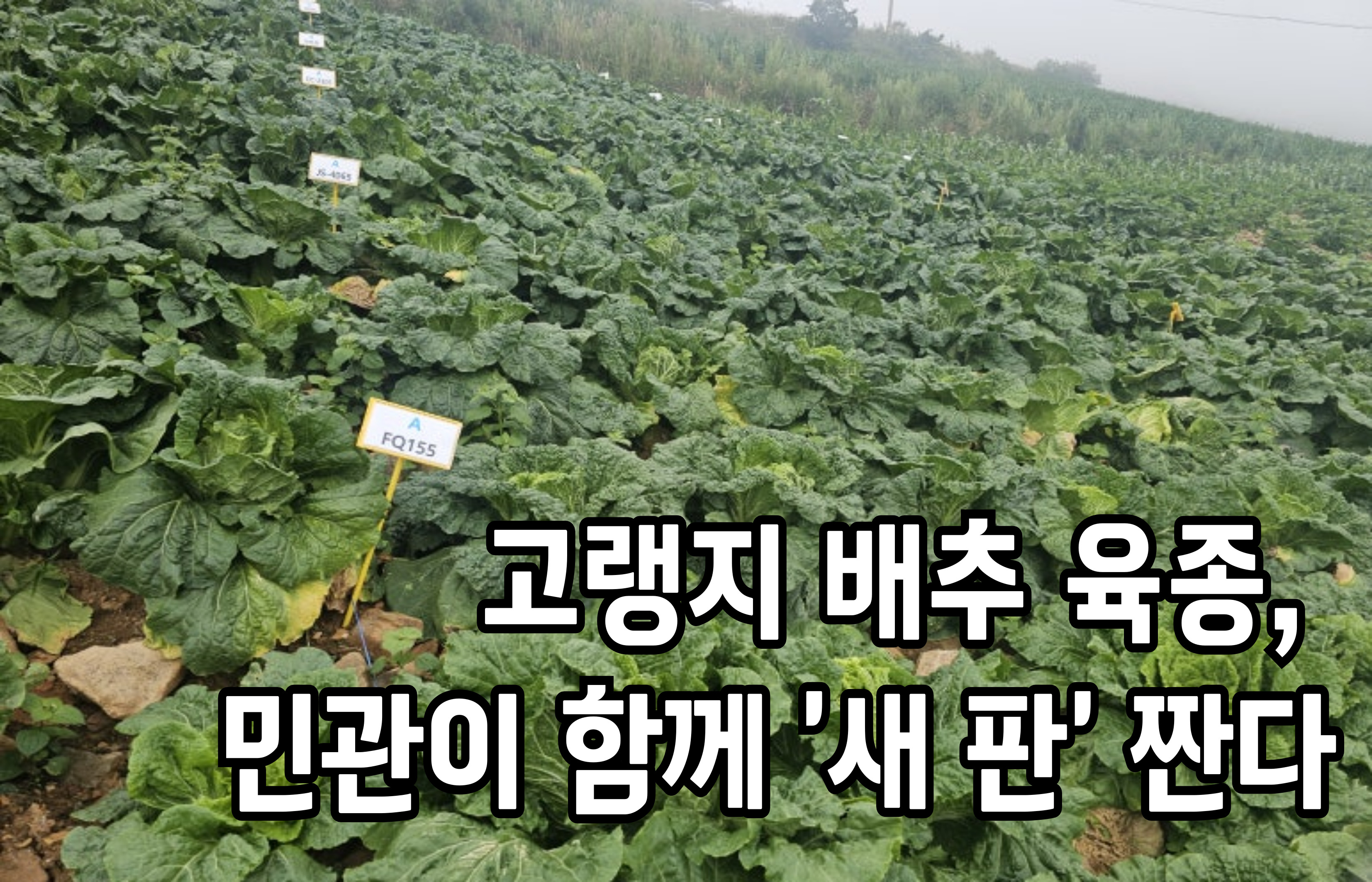 고랭지 배추 육종, 민관이 함께 ‘새 판’ 짠다 