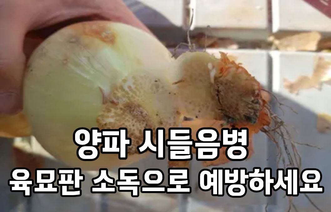 양파 시들음병, 육묘판 소독으로 예방하세요