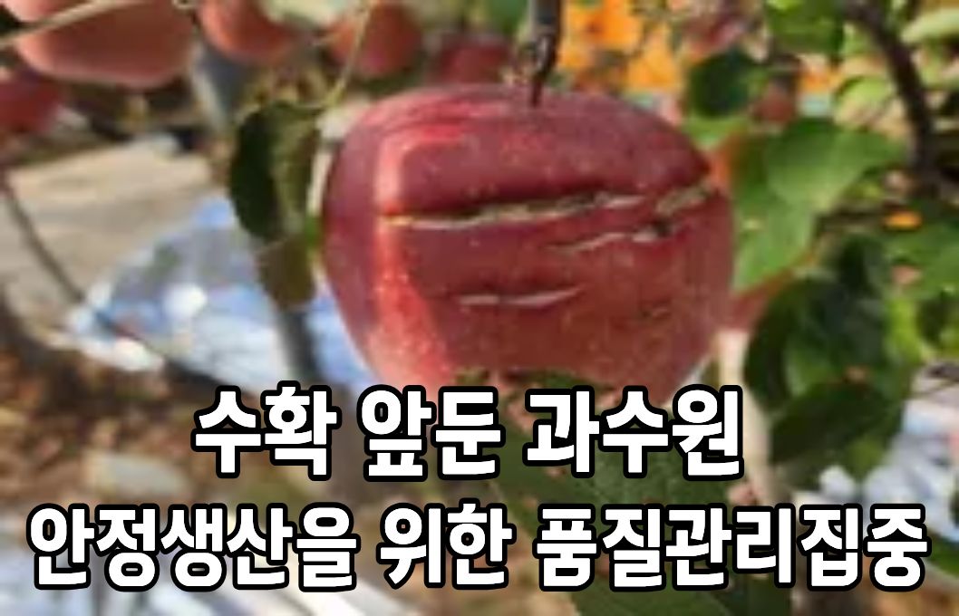수확 앞둔 과수원, 안정 생산 위한 품질 관리 집중 
