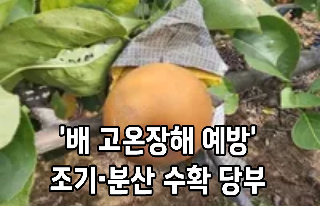 ‘배 고온장해 예방’ 조기·분산 수확 당부 