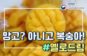 망고? 아니고 복숭아! #옐로드림