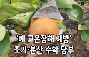 ‘배 고온장해 예방’ 조기·분산 수확 당부 