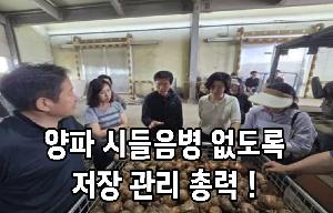 양파 시들음병 없도록 저장 관리 총력!