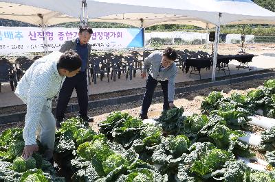  평창 준고랭지 여름배추 현장평가회 사진