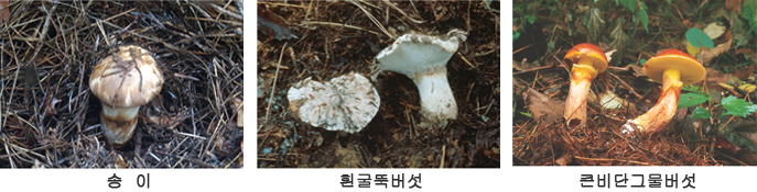 송이, 흰굴뚝버섯, 큰비단그물버섯 이미지
