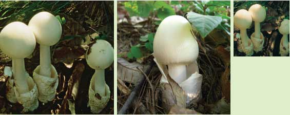 흰달걀버섯