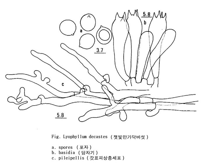 잿빛만가닥버섯                  =천덕쟁이                          =무데기버섯,방망이버섯       =만가닥버섯