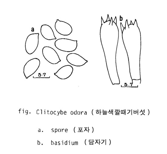 하늘색깔때기버섯