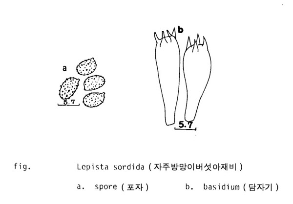 자주방망이버섯아재비