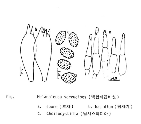 백합배꼽버섯