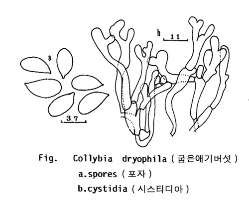 굽은애기버섯