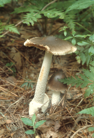 우산버섯