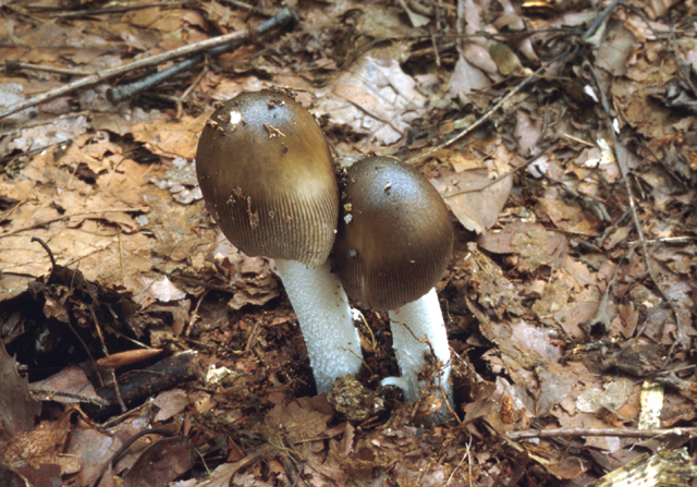 우산버섯