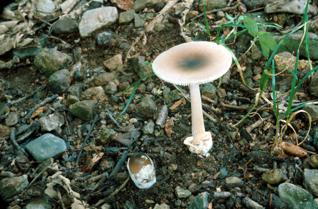 우산버섯