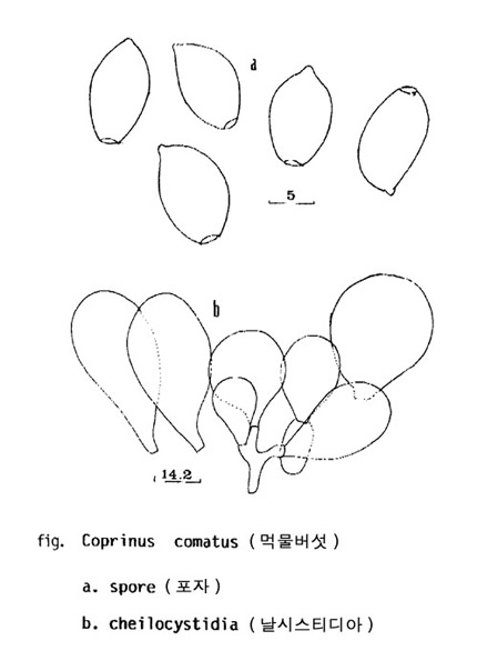 먹물버섯