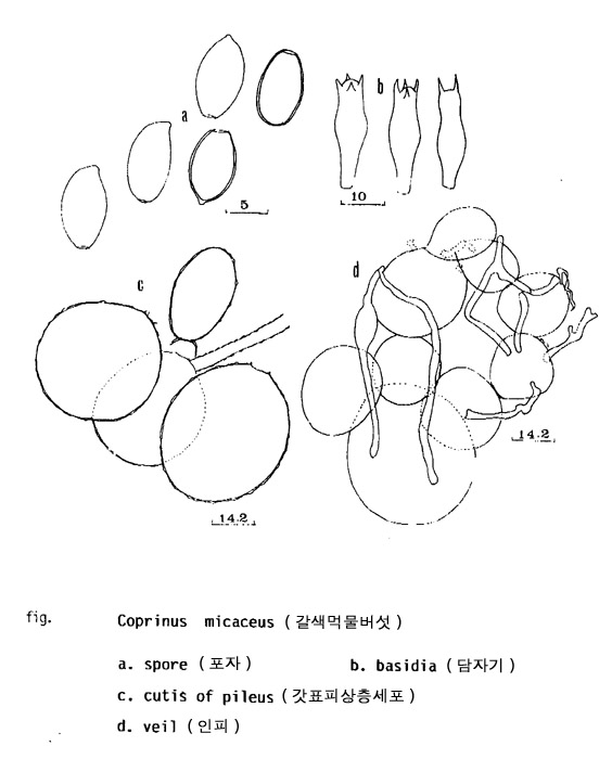 갈색먹물버섯