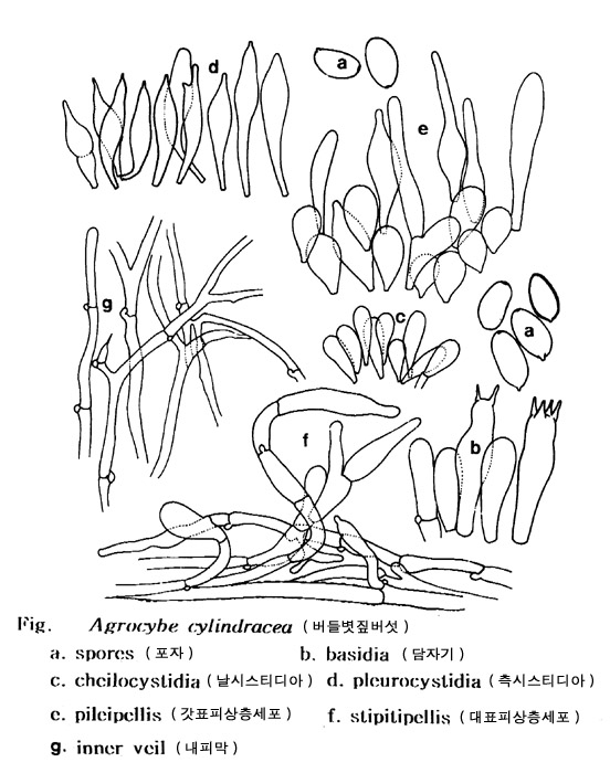 버들볏짚버섯(버들송이)