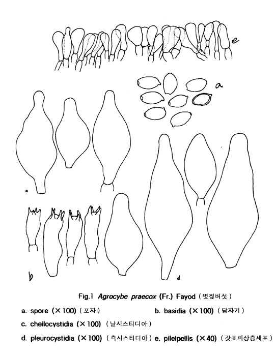 볏짚버섯